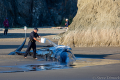 Balaenoptera borealis
