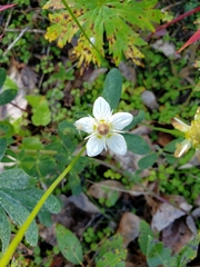 Parnassia