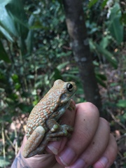 Trachycephalus cunauaru