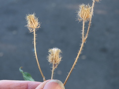 Crepis setosa