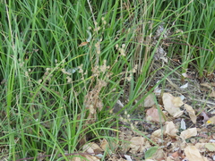 Crepis setosa