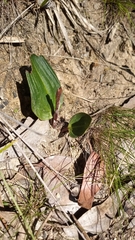 Cryptostylis subulata