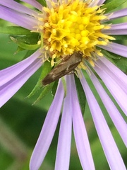 Scythris trivinctella