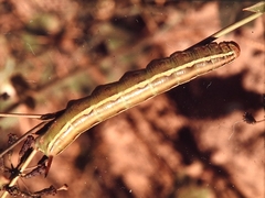 Hyles livornica