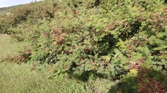 Vachellia pennatula