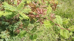 Vachellia pennatula