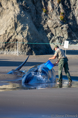 Balaenoptera borealis