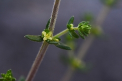 Galium ericoides