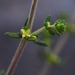 Galium ericoides - Photo (c) Ary Mailhos, some rights reserved (CC BY-NC), uploaded by Ary Mailhos