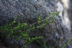 Galium ericoides
