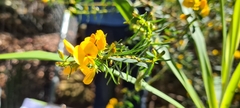 Pultenaea flexilis