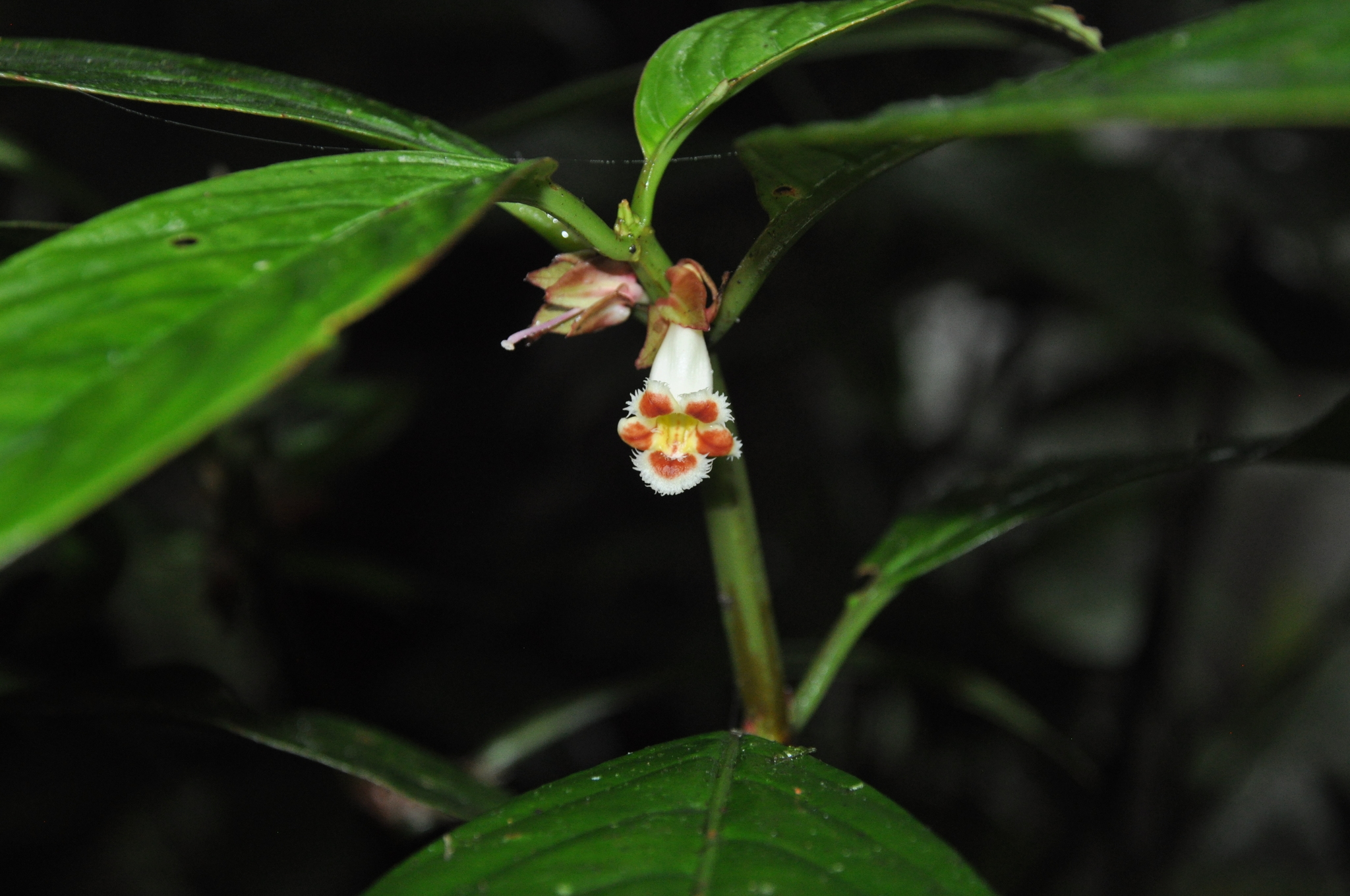 Drymonia aciculata