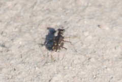 Cicindela tenuisignata