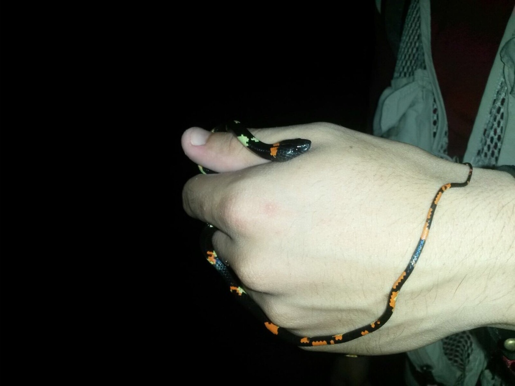 Worontzow's Spotted Night Snake