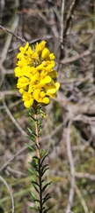 Dillwynia floribunda