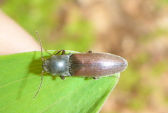 Sericus incongruus