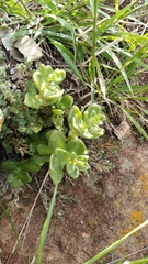 Sedum ebracteatum