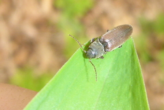 Sericus incongruus