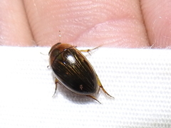 Tropisternus collaris