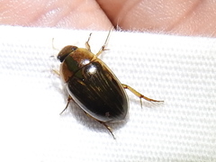 Tropisternus collaris