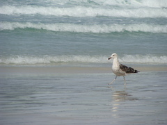 Larus dominicanus