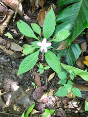 Pseuderanthemum cuspidatum