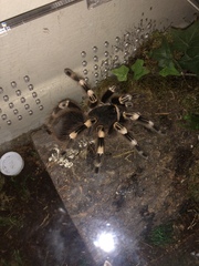 Acanthoscurria geniculata