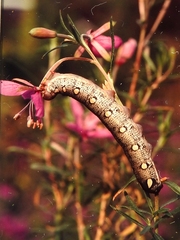 Hyles vespertilio