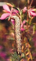 Hyles vespertilio