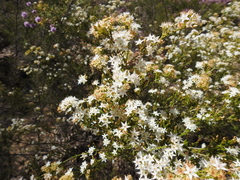 Calytrix tetragona