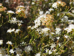 Calytrix tetragona