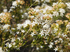 Calytrix tetragona