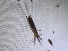 Pygolampis pectoralis