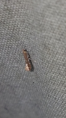 Cremastobombycia solidaginis