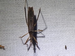 Pygolampis pectoralis