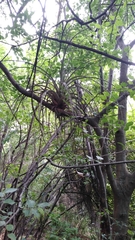 Tillandsia fasciculata