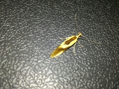 Harpella forficella