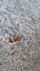 Calopteron terminale