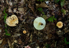 Russula ballouii