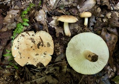 Russula ballouii