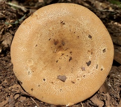 Russula ballouii