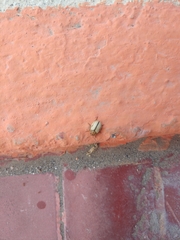 Leptinotarsa defecta