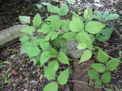 Vigna umbellata