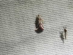 Microtheoris vibicalis