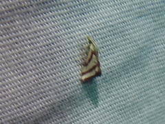 Microtheoris vibicalis