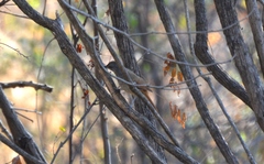 Cichladusa arquata