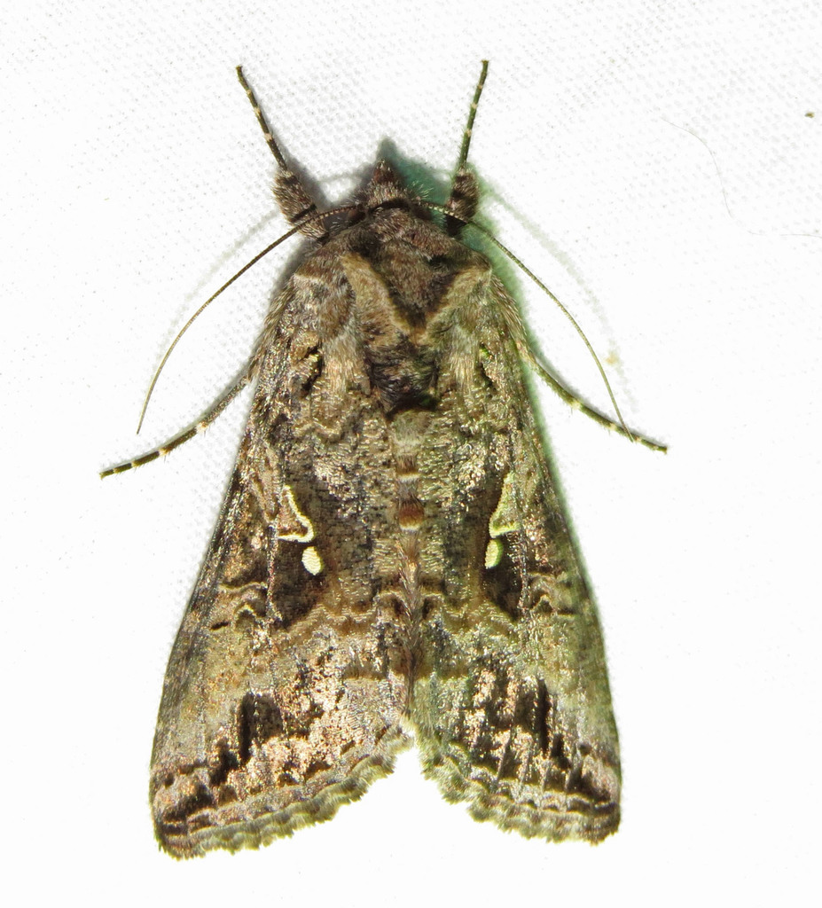 Rachiplusia