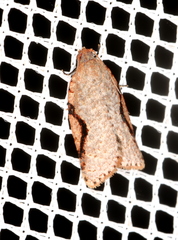 Meritastis piperata
