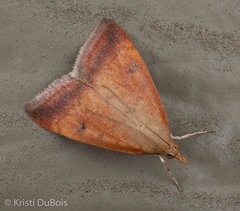 Pyrausta socialis