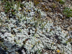 Antennaria rosea pulvinata